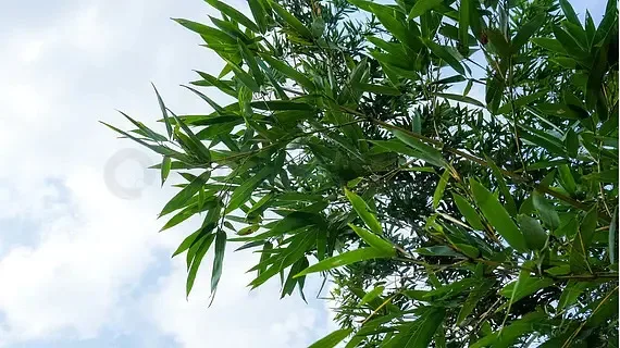 

Foxeer T-Rex Micro 1500TVL Super WDR 4:3/16:9 PAL/NTSC Switchable Low Latency FPV Camera for FPV Racing Freestyle Drones