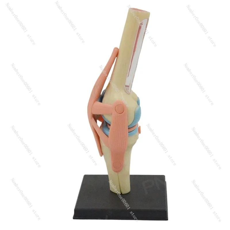 Removable Knee Model Anatomy Skeletal Ligaments Meniscus Knee