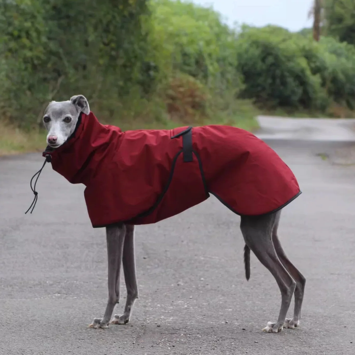 Thumbnail 4 - #3 Latest Waterproof Puppy Jackets Updates