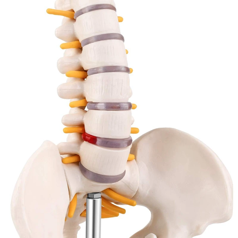 Miniature Spine Anatomy Model, 15.5Inch Mini Vertebral Column Model With Spinal Nerves, Pelvis, Femur, Mounted On A Base