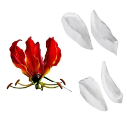 4PCS Gloriosa Lily Petal Flower Veiners Silicone Form for Baking Cake Decorating Tool Fondant Sugar Handmade Moldes Repostería