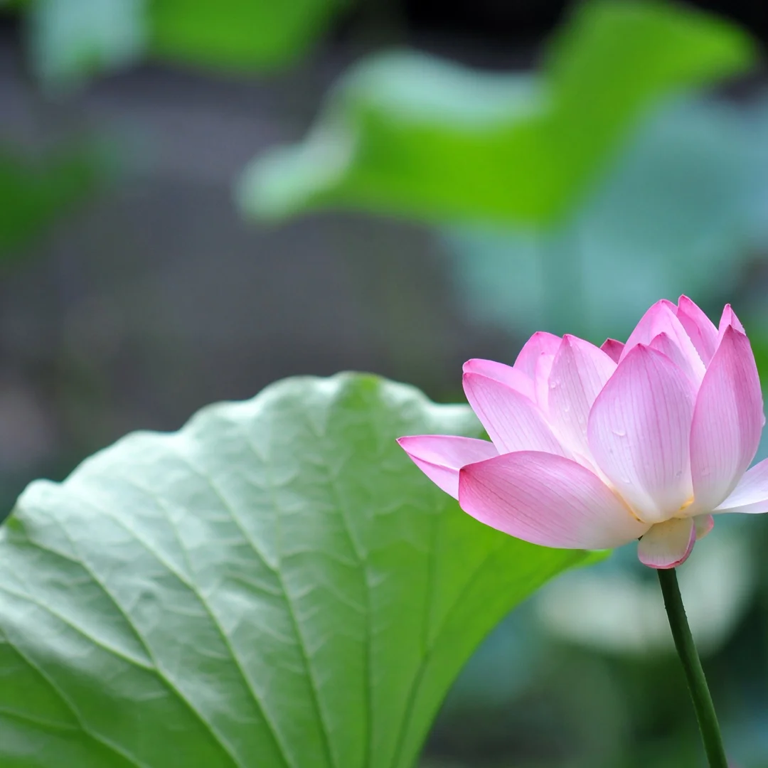 

Android Car Radio For Lincoln Navigator 2010-2013 Carplay Multimedia Player Stereo Video Receiver Central Head Unit