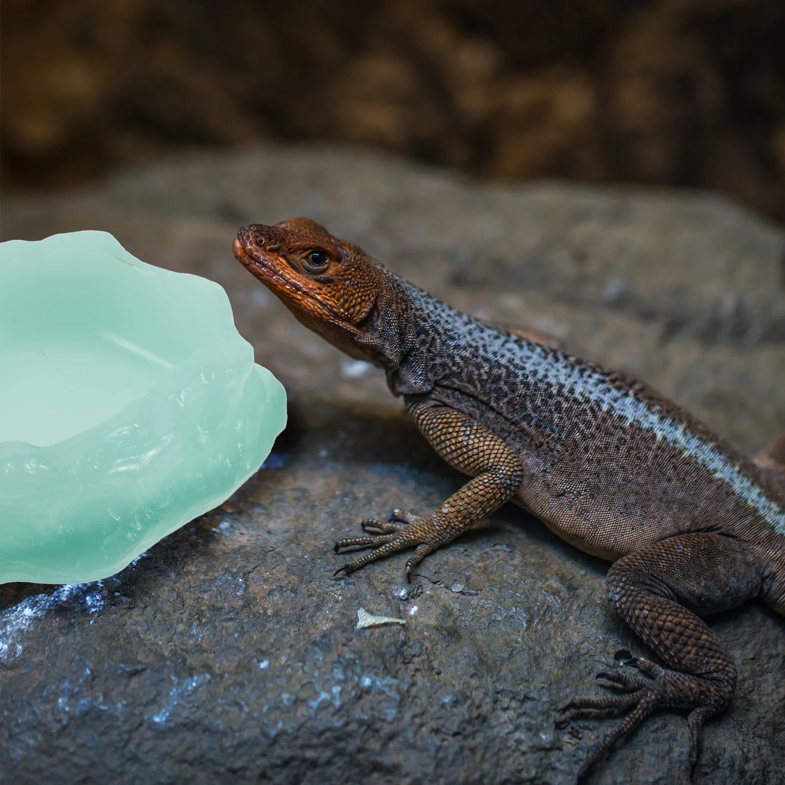 

Night Glow Reptile Water Bowl Luminous Feeding Dish For Lizard Tortoise Resin Pet Feeder Terrarium Supply