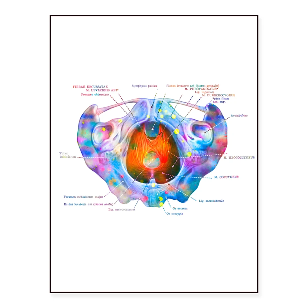 Female Pelvic Anatomy Poster Pelvic Floor Muscles Printing Medical Art Doctor Office Decoration Gynecologist Gift
