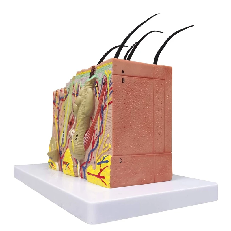 Skin Model, 35X Enlarged Anatomical Model Anatomy For Science Classroom Study Display Teaching Model