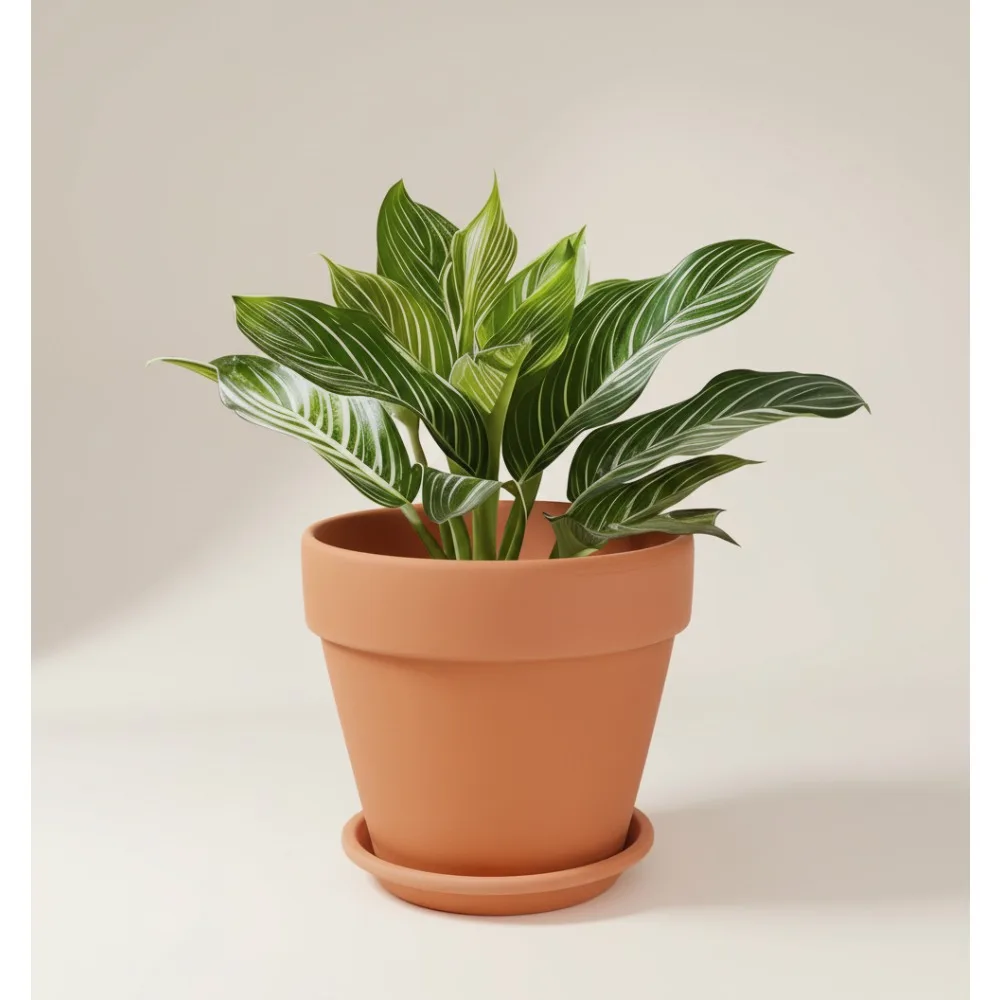 

10 Inch Terracotta Flower Pot with Saucer - Breathable Ceramic Planter for Indoor Outdoor Plants Succulents Herbs