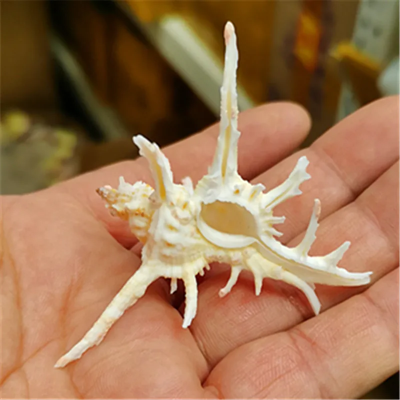 Chicoreus Cornucervi Natural Conch Shell Fish Tank Aquarium Landscape Decoration Gift Specimen Collection Exhibition Home Decor