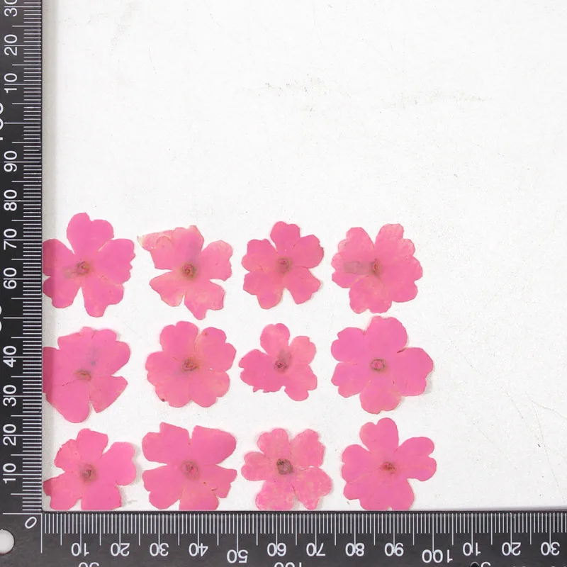 12 Stück, echte getrocknete Blumen, Prägematerialien, DIY-Zubehör für Epoxidharz, für Handyhüllen, Nagelkunst, Gesichtsaufkleber, handgefertigte Dekoration – Detail 13