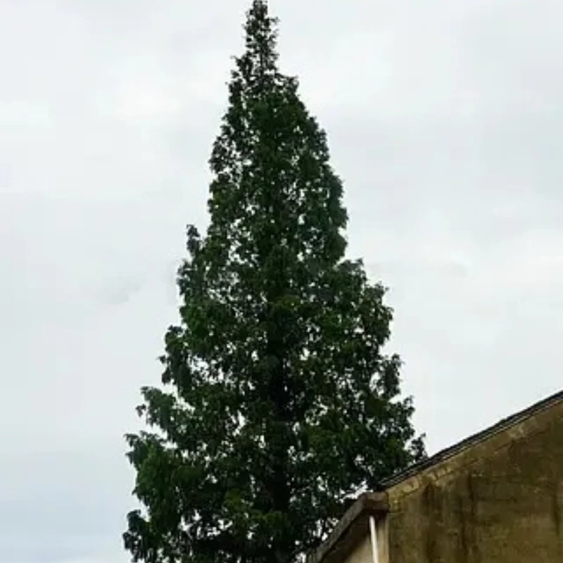 

JX Rc Servo PDI-HV2060MG 60KG High Torque 180/360 Digital Servo For RC Model Helicopter Parts 1/5 Rc Car Helicopter