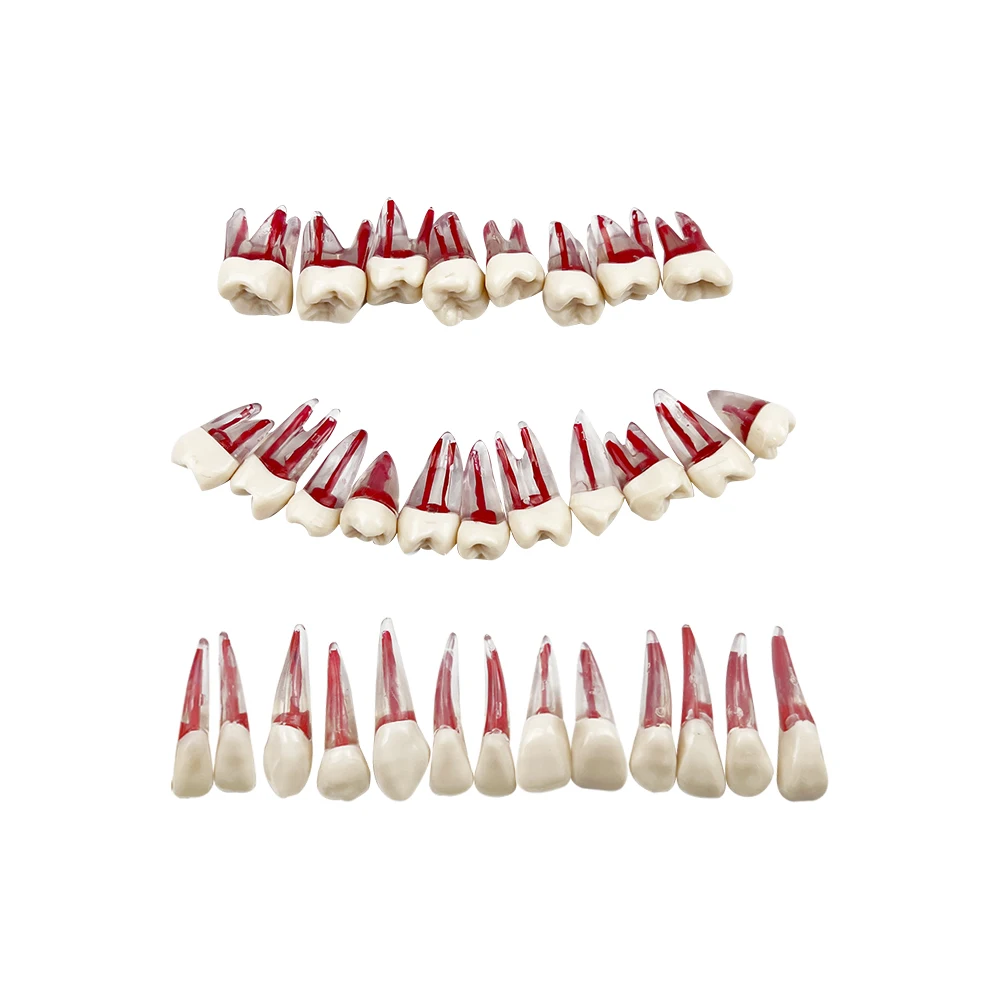 32pcs/set Dental Root Canal Filling Practice Model Endodontic Teeth Model for Endodontic Treatment Teaching Training Studying