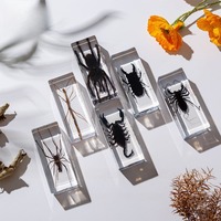 1PC Real Insect Specimens High Transparent Resin Amber Large Acrylic Ornament Decorative Gifts Educational Supplies