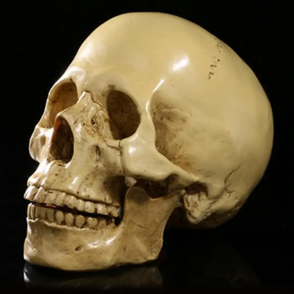 Antique Design Resin Human 1:1 Realistic Replica Skeleton Head Model