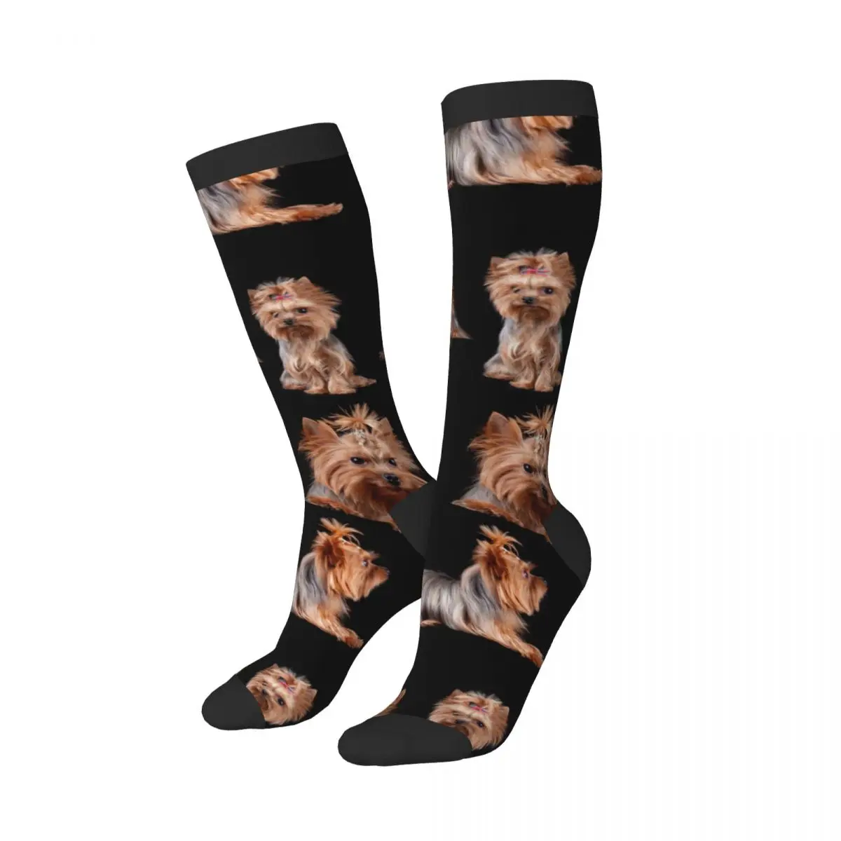 Knee Long Stocking Yorkshire Terrier Dogs Background Adult Socks Stockings