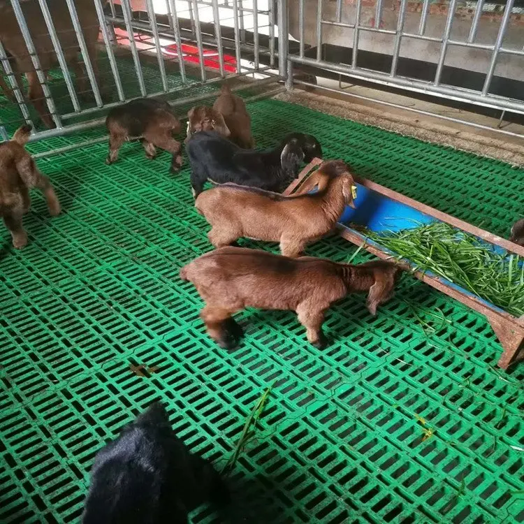 

Hot Selling Goat Cage Plastic Flooring Floor Mat Sheep Plastic Slatted Floor for Goat Sheep Farming