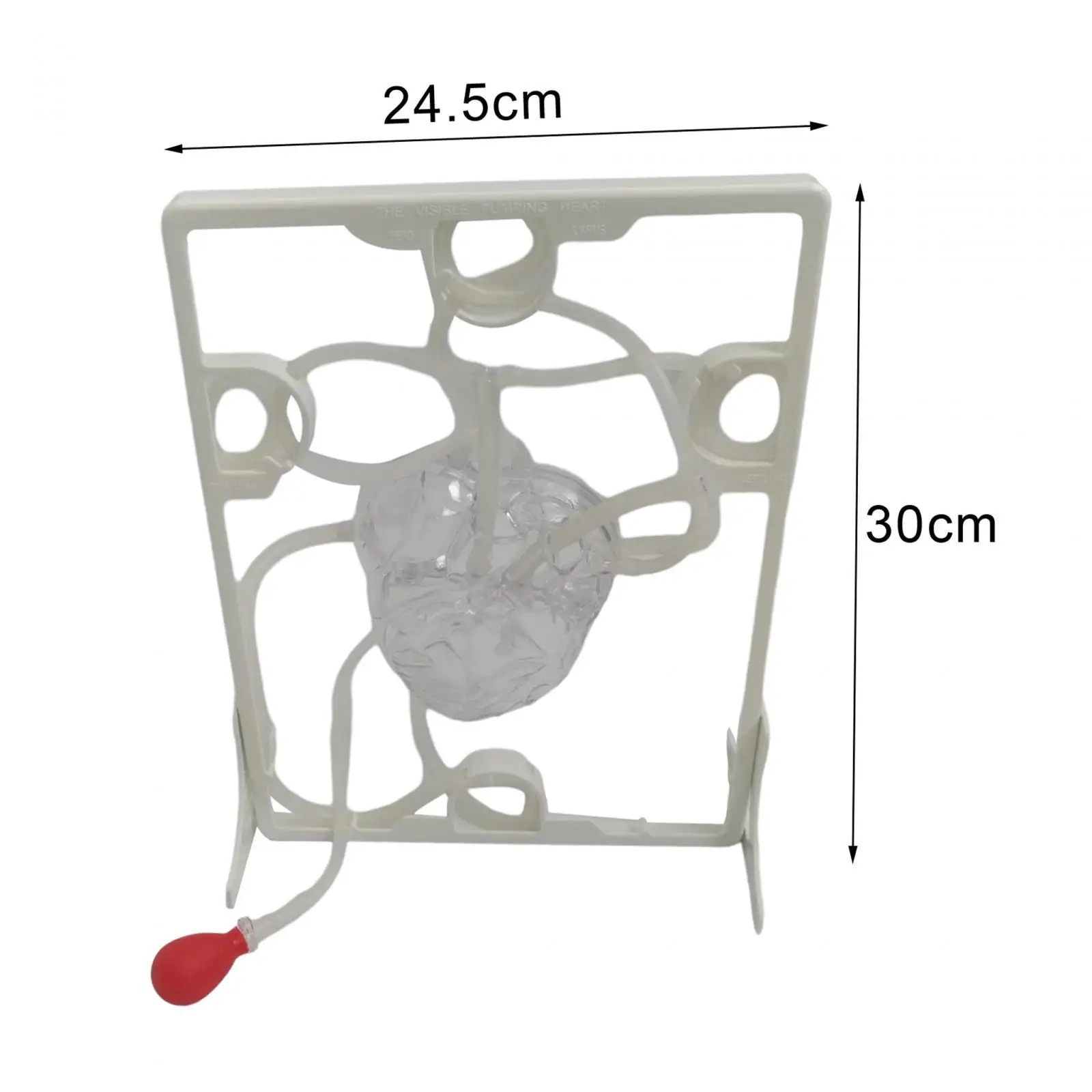 Heart Circulation Model Simulation Science Education for Students Classroom