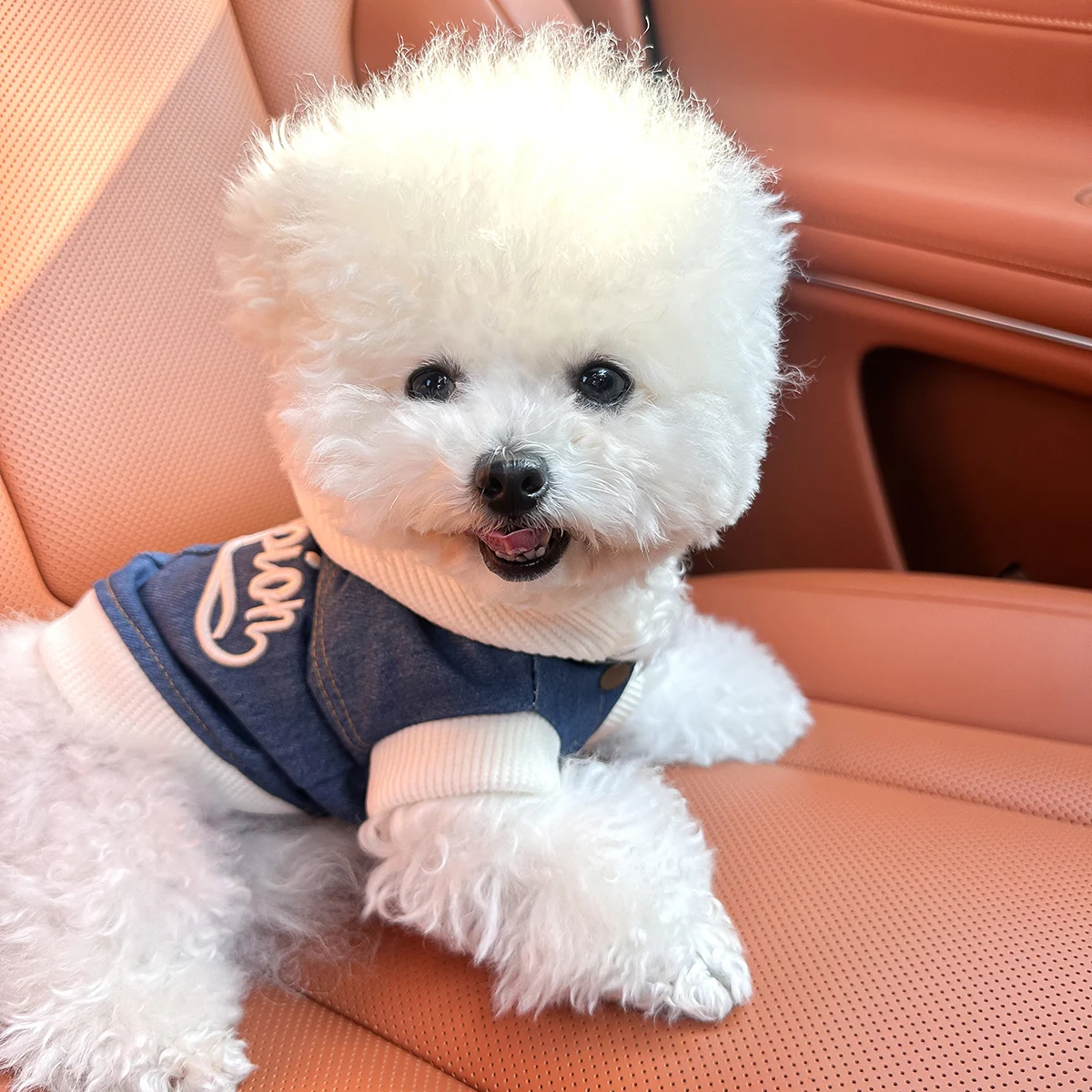 Thumbnail 4 - #16 Latest Puppy Jumpers Offers