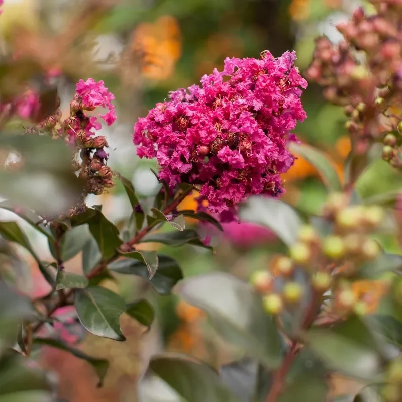 Plum Magic Crape Myrtle, 7 galonów, kwiaty fuksji