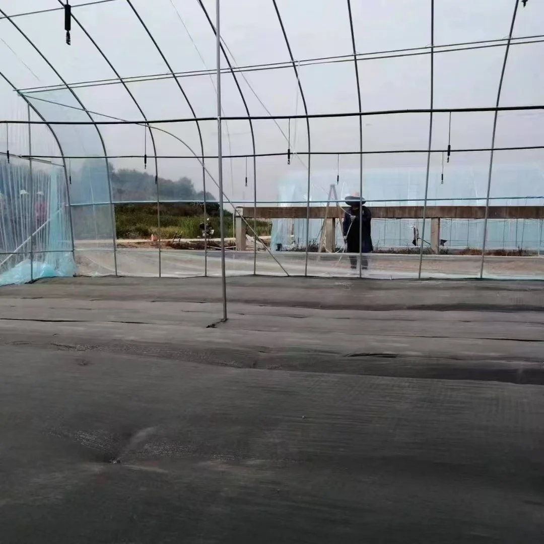 2025 الدفيئة التجارية للطماطم المائية لإنتاج الطماطم والخضروات ورش عمل ونباتات زراعية