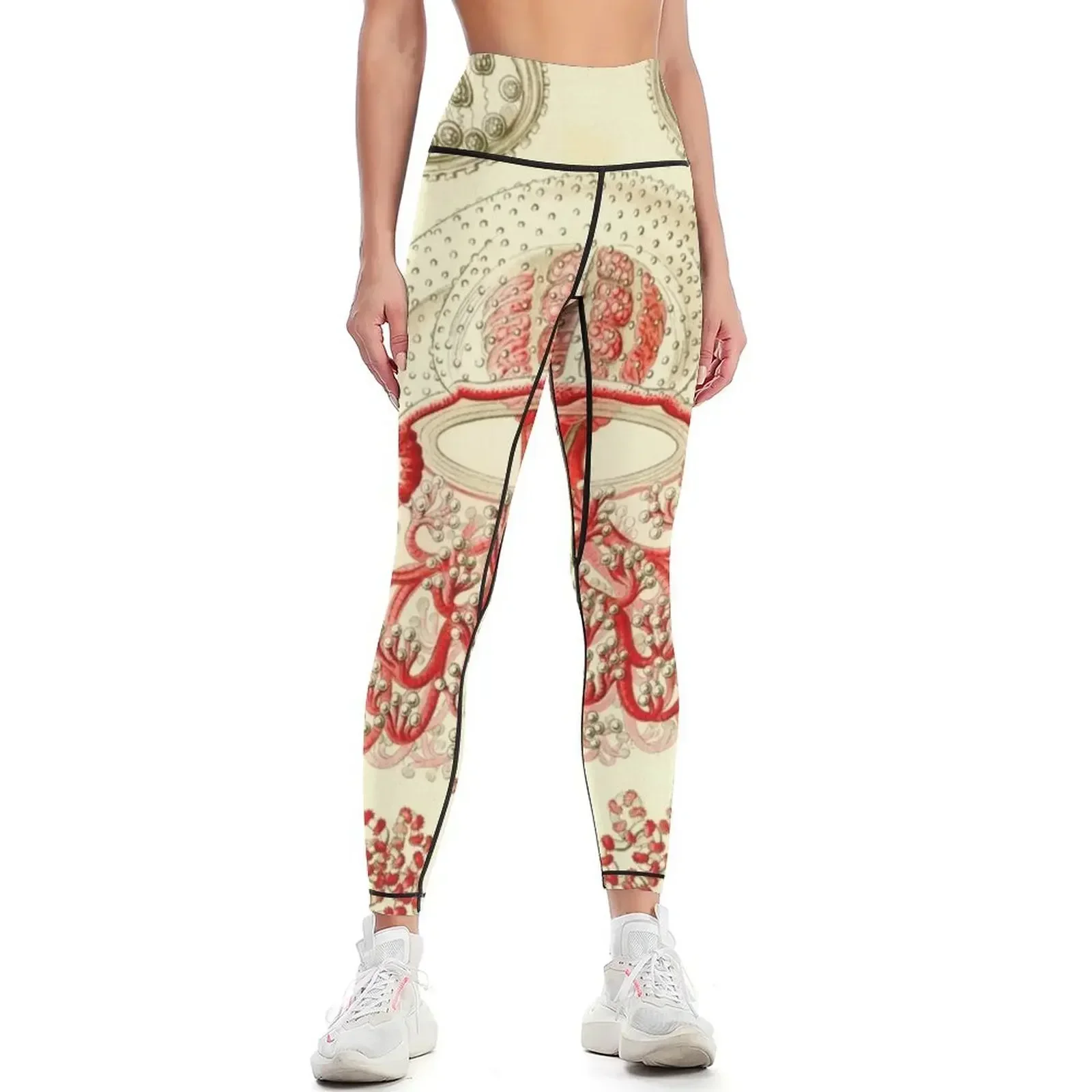 

Anthomedusae - Ernst Haeckel Leggings sports tennis for Women's high waist legging pants raises butt Sweatpants Womens Leggings