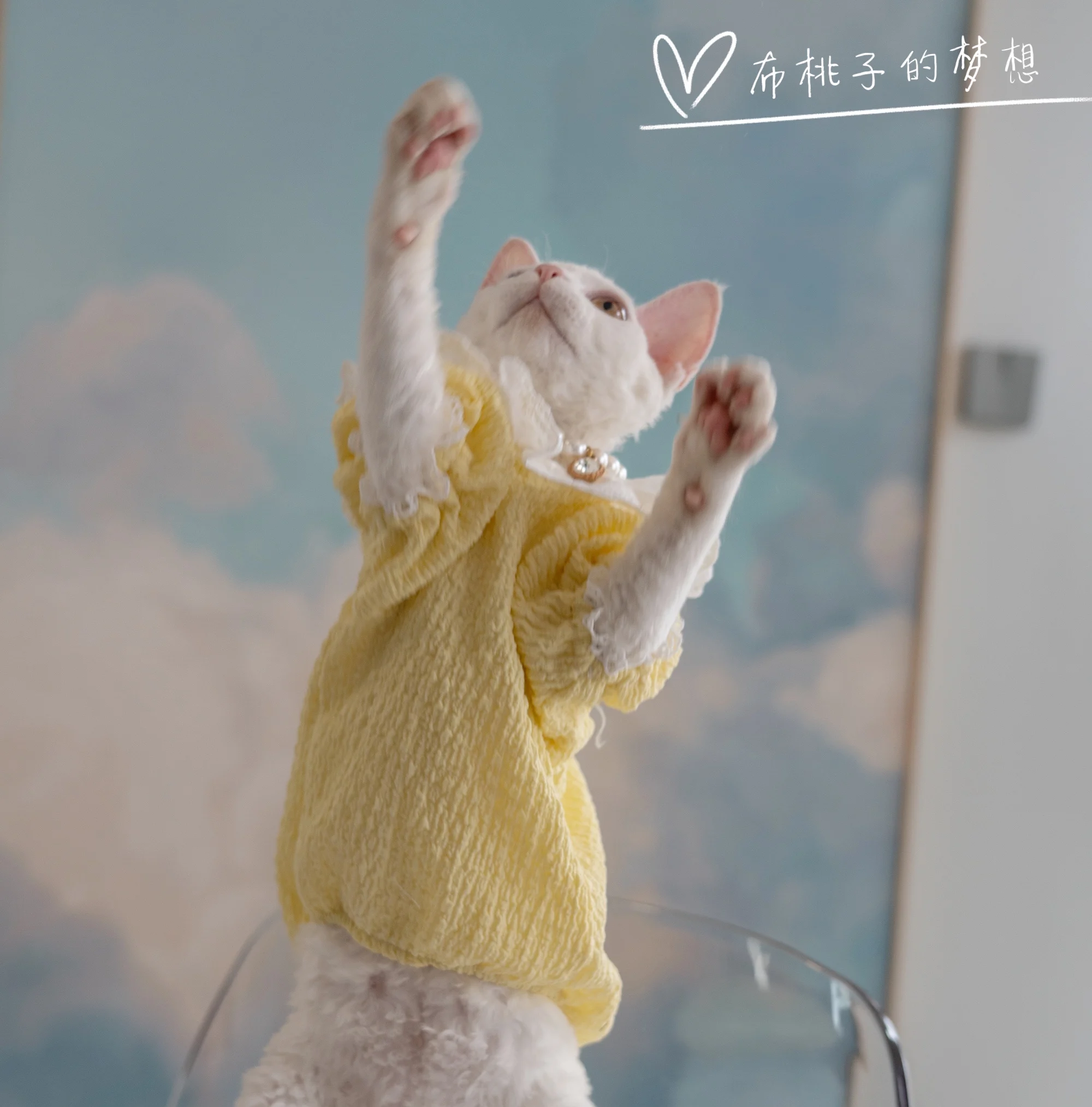 Yellow Sphynx Cat Clothes Cotton T-shirt Fashion Cartoon Undercoat For Devon Rex Soft Coat for Kittens Devon Rex Soft Cat Things