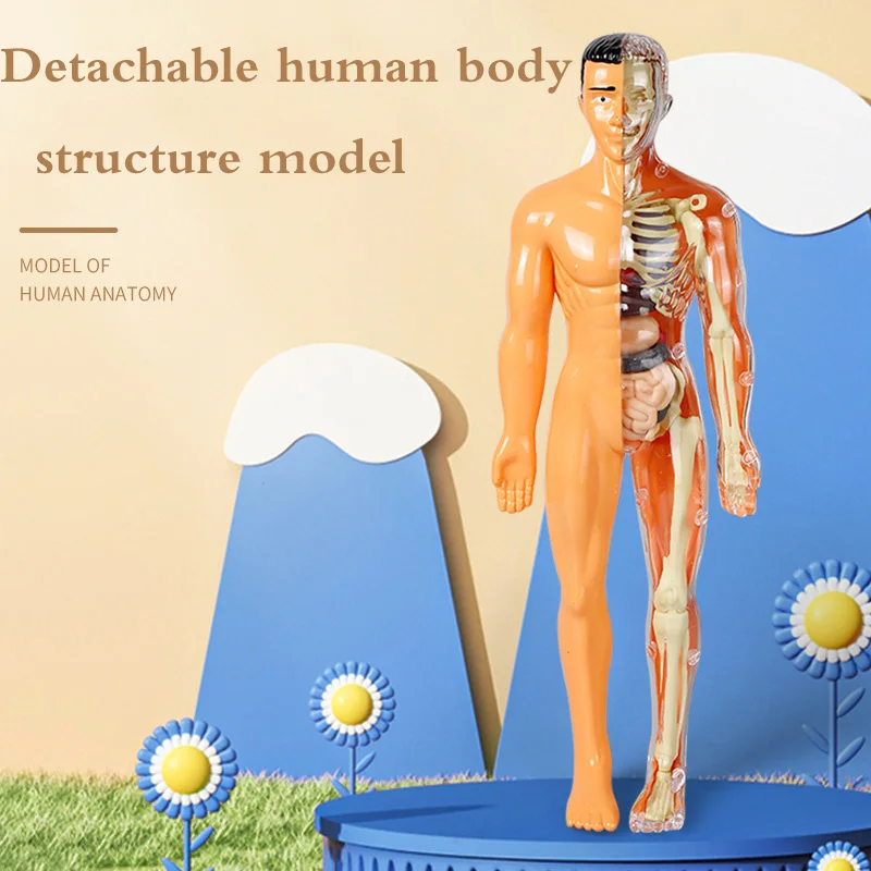 

Модель человеческого тела для детей: развивающая головоломка для изучения органов и скелета, конструктор для изучения медицины, оптовая продажа