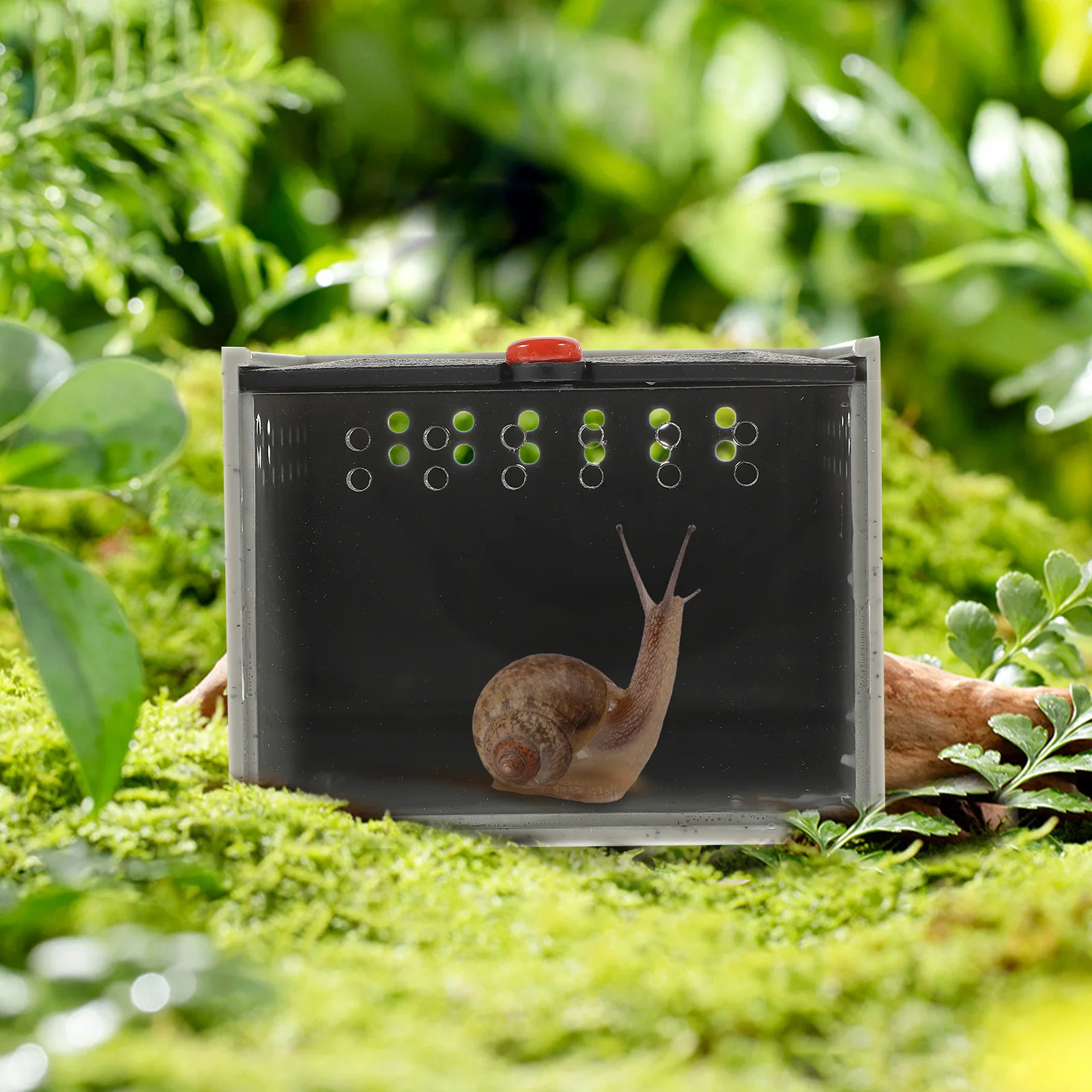 

Jumping Spider Ventilated Glass Container Acrylic Panel Reptile Feeding Box Spider Terrarium Snail Habitat Vertical Insect