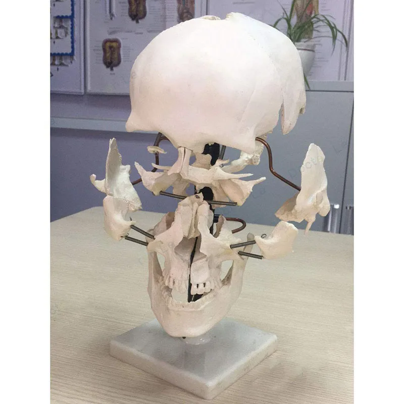 Human skull parts (16 pieces) Human skull model Human skull model Skull separation anatomical medical bone model