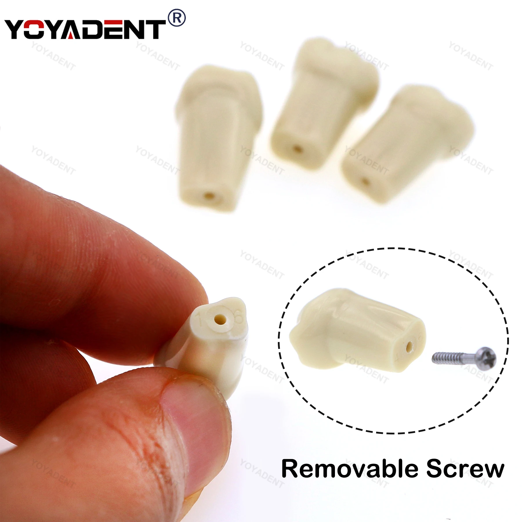 Dental Teach Model 32Pcs Replacement Tooth Preparation Training Teach Soft Gum Gingivae Model Fit Frasaco AG3 Teeth Model