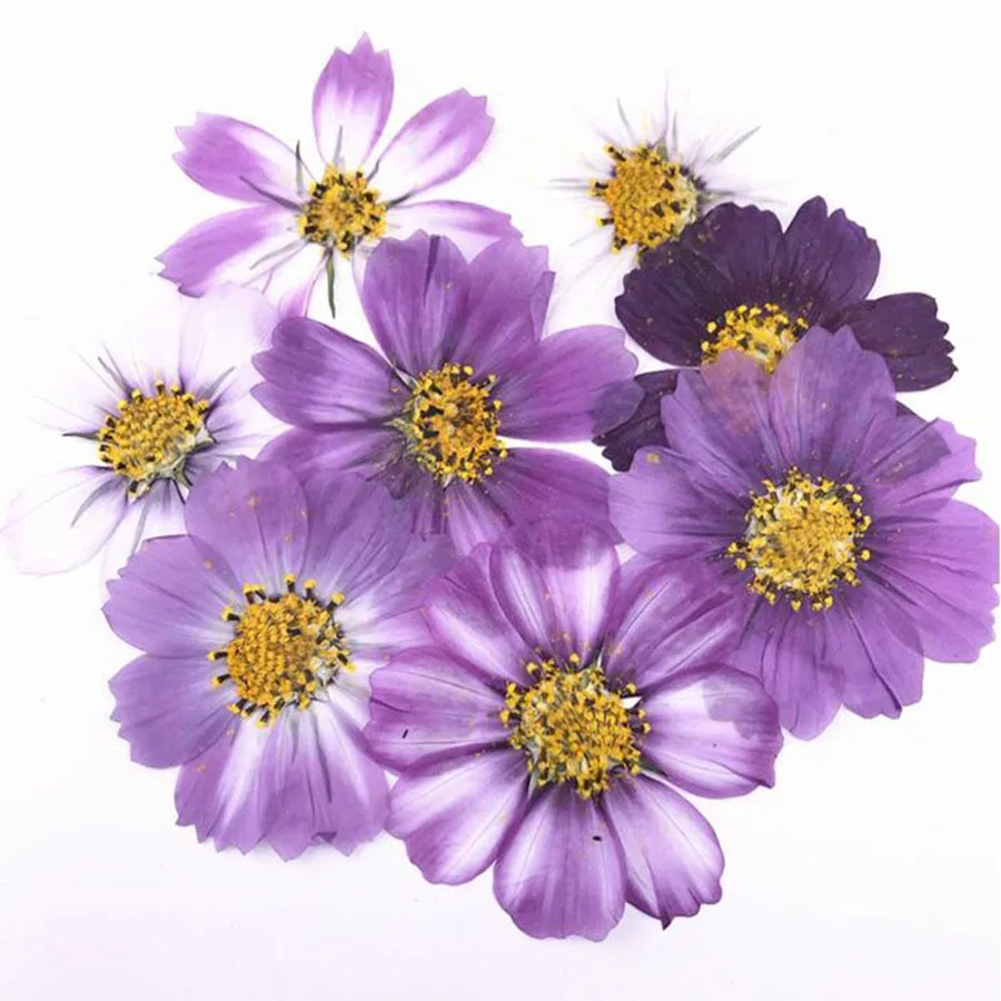 50pcs 4-7cm Dried Pressed Purple Cosmos Bipinnata Cav. Flower For Postcard Jewelry Bookmark Craft DIY Flowers Accessories