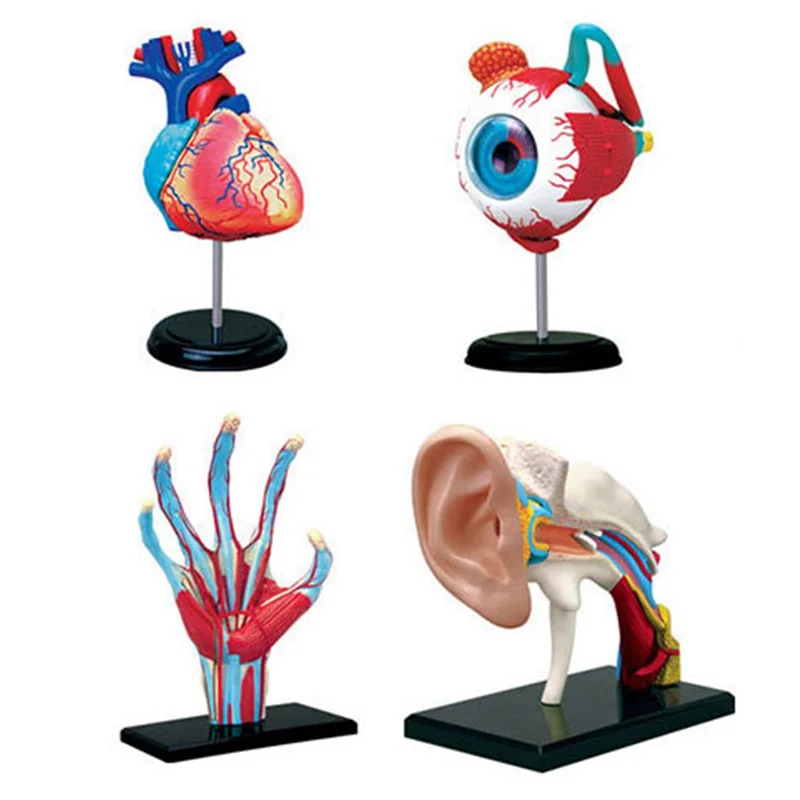 -Torso Human Body Model Removable Parts Education Organs Model For Teaching Study Class Students