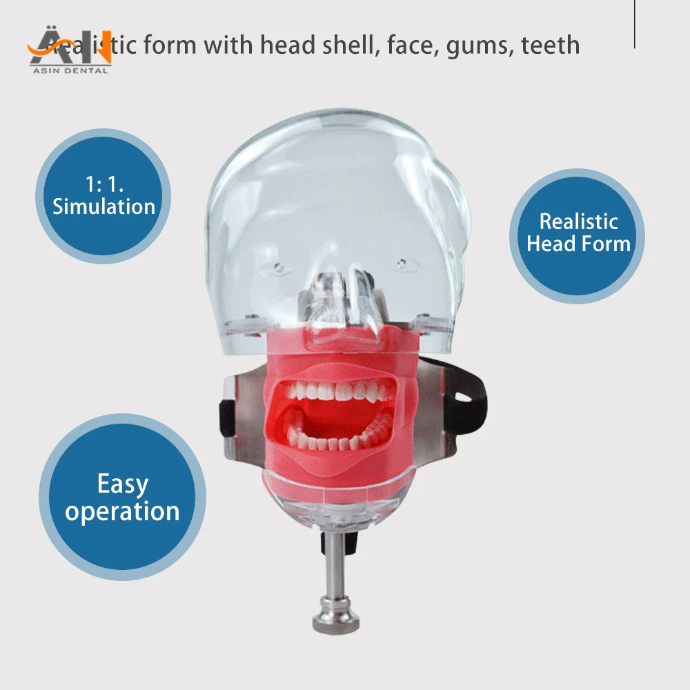 

Dental Simulator Phantom Head Equipment Dentist Teaching Training Tools Removable for Cavity Root Treatment and Practice