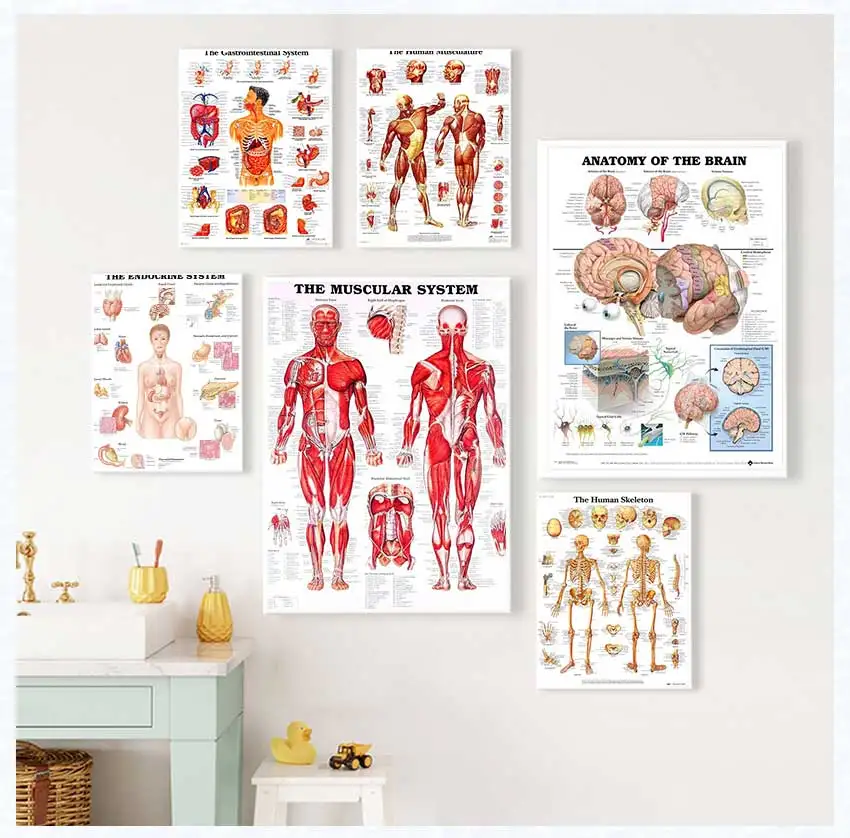 Art Poster  Nordic Human Body Wall Decor for Living Room Unframed Anatomical Spine  Brain Canvas