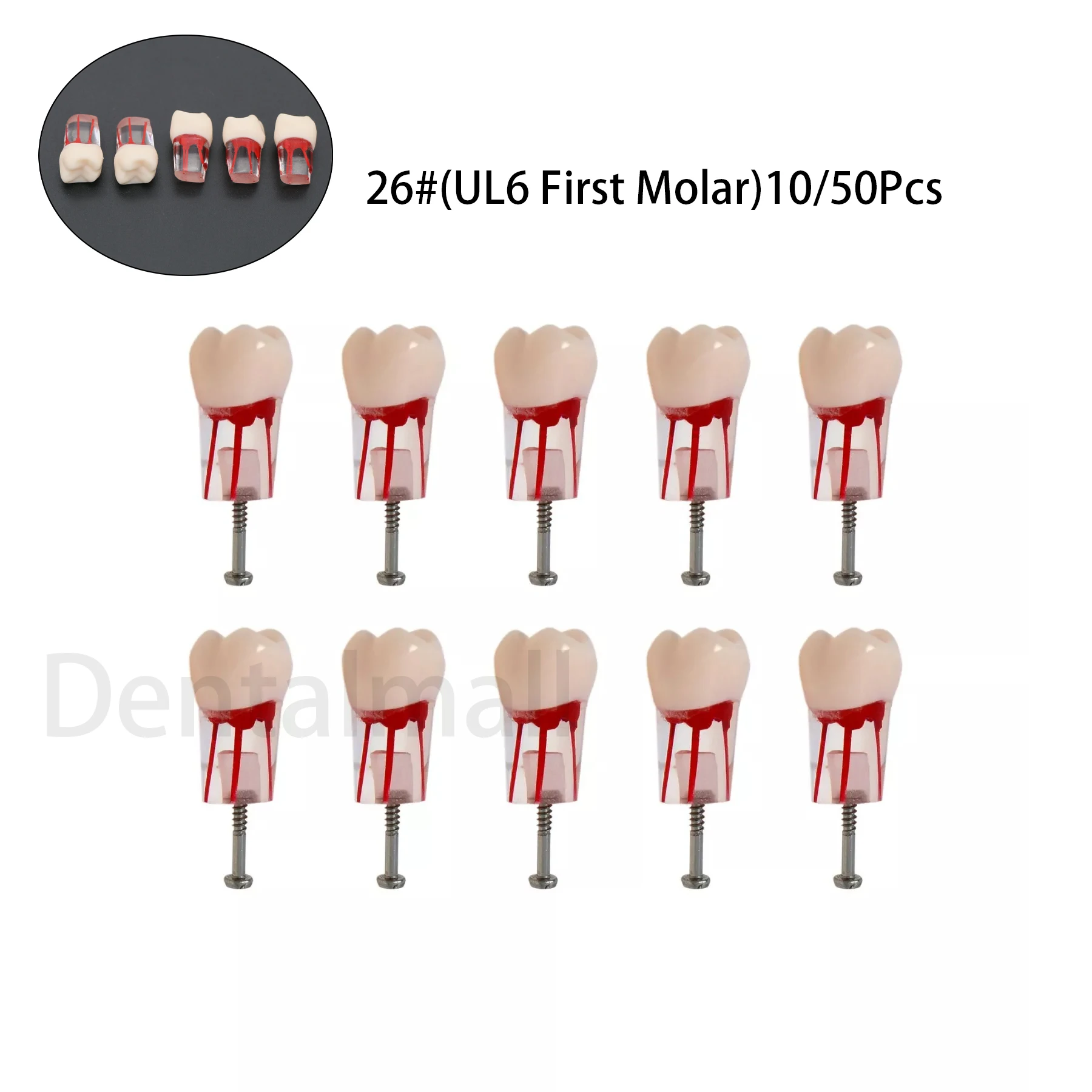 

Зубные зубы Модель 26. # (UL6 First Molar) Учебные модели для процедур корневых каналов Стоматологический эндодонтический корень