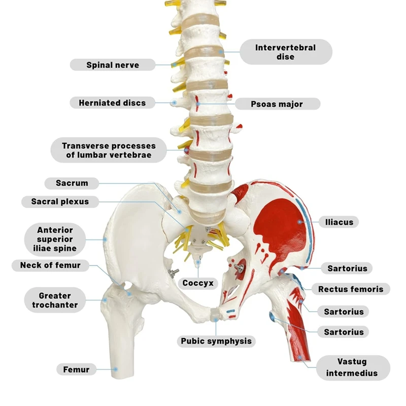L47A-Spine Model For Anatomy, Arteries, Lumbar Column,Pelvic Girdle Femur With Stand For Science Study Or Patient Education