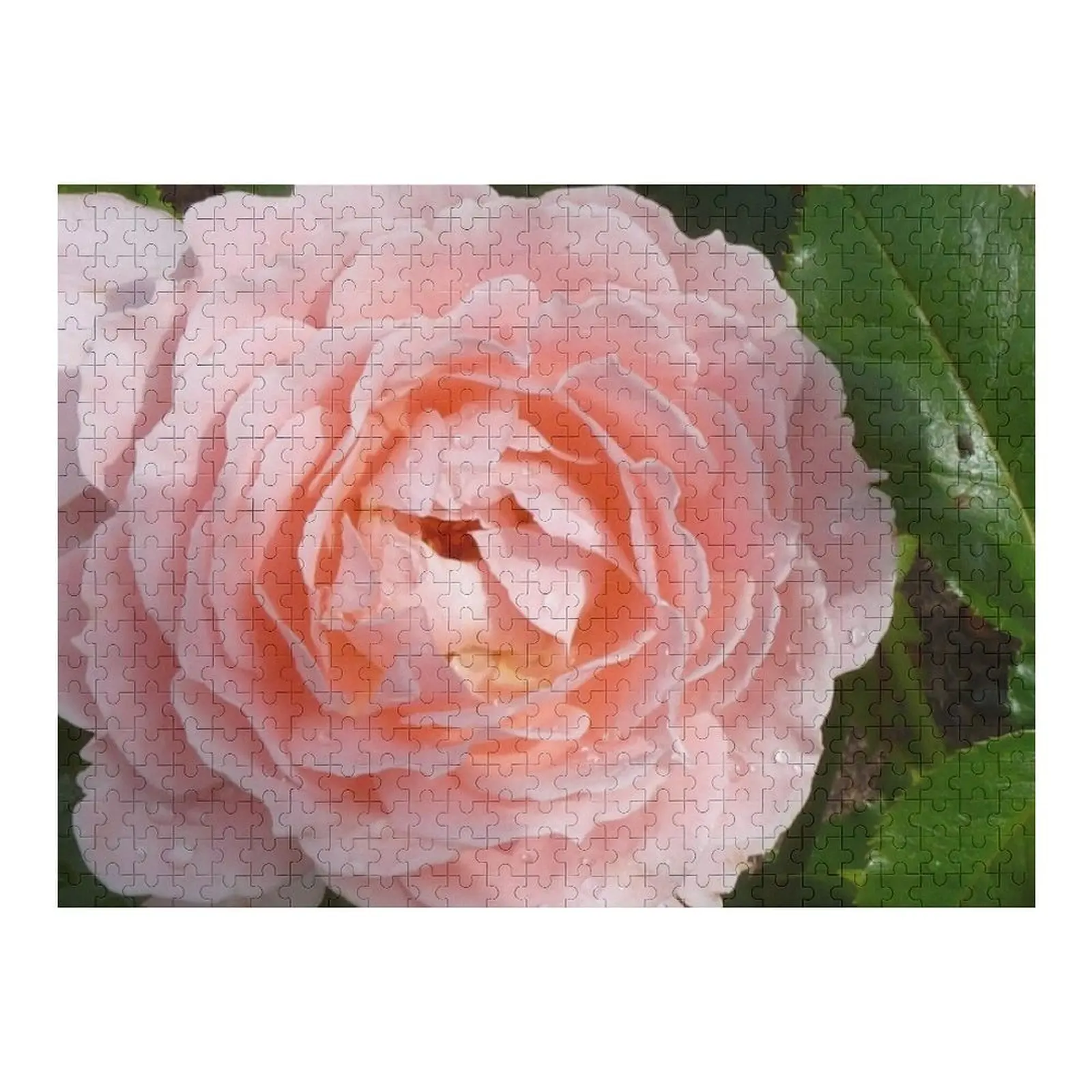 

Дэвид Остин Королева Швеции Роза Пазл Пользовательские подарки Фото Пользовательские персонализированные именные головоломки