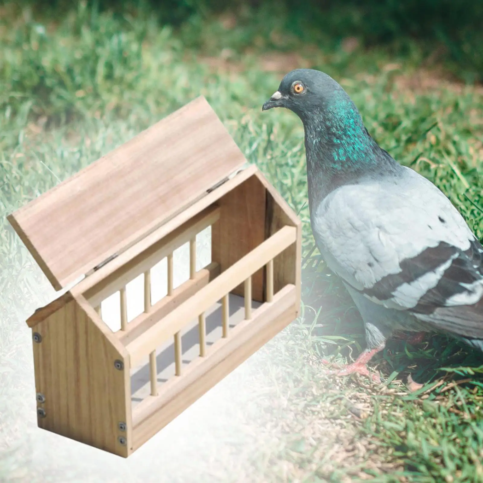 Pigeon Feeder Bird Feeding Bowl Backyard Thicken Material Chicken Feeder Food Dispenser for Ducklings Pigeons Poultry Quails