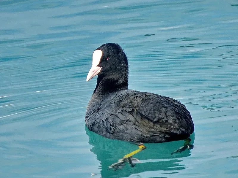 

Приемник BETAFPV ELRS NANO — ExpressLRS 2,4G/915 МГц/868 МГц, для FPV Freestyle и Racing