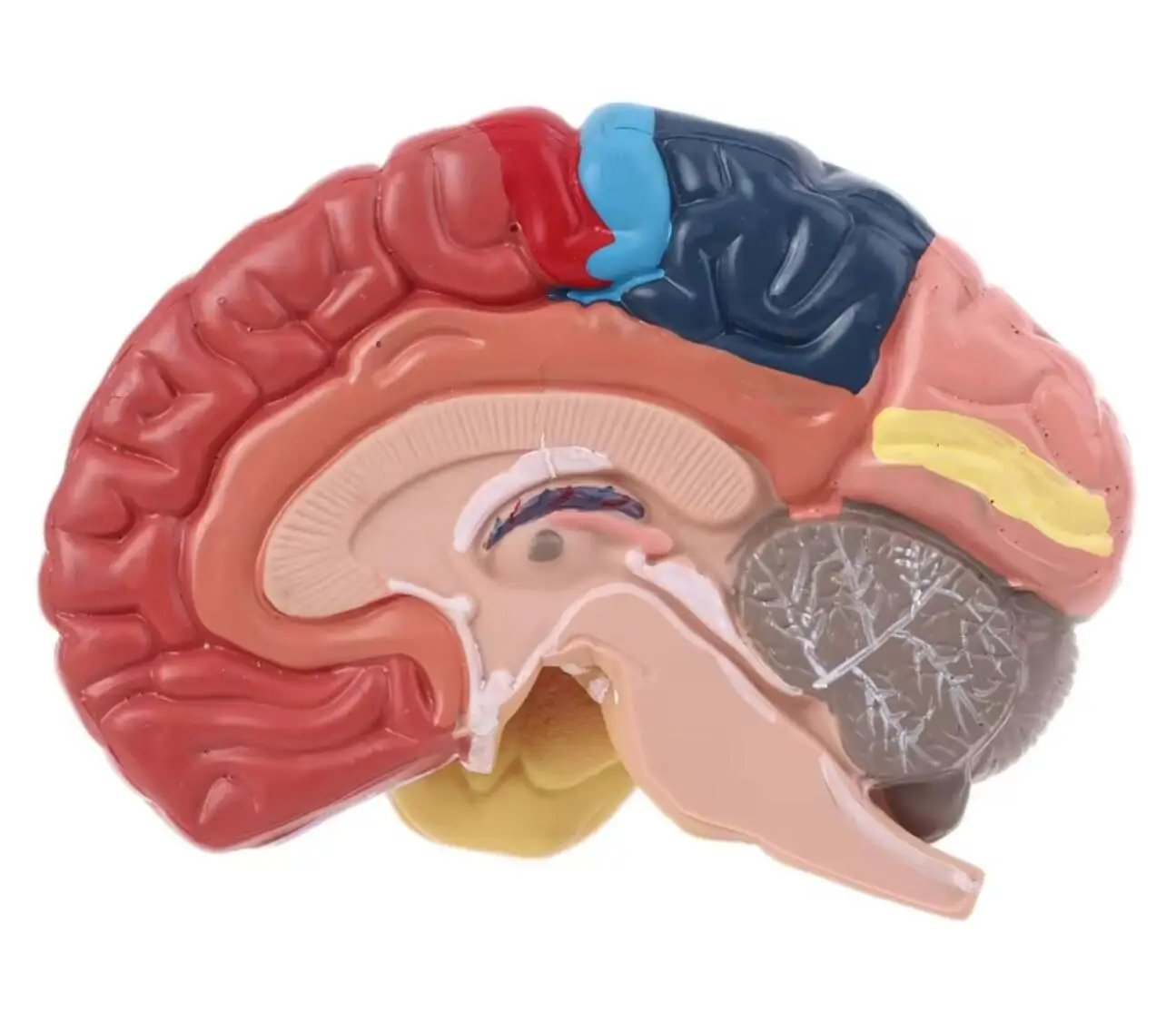 Life Size Human Brain Functional Area Model Anatomy for Science Classroom Study