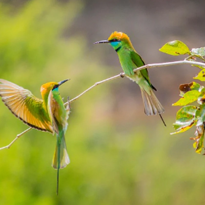 

T-HOBBY T-MOTOR AM06A 6A 1-2S BLHeli_S F3P Plane ESC