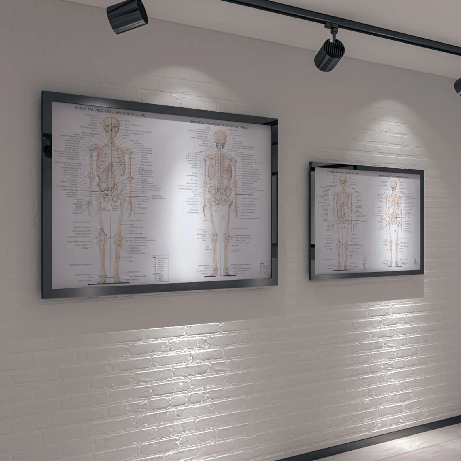 

1Pcs Human Anatomy Poster Clear Font Muscle Skeletal Teaching Picture Educational Science Classroom Laboratory Chart