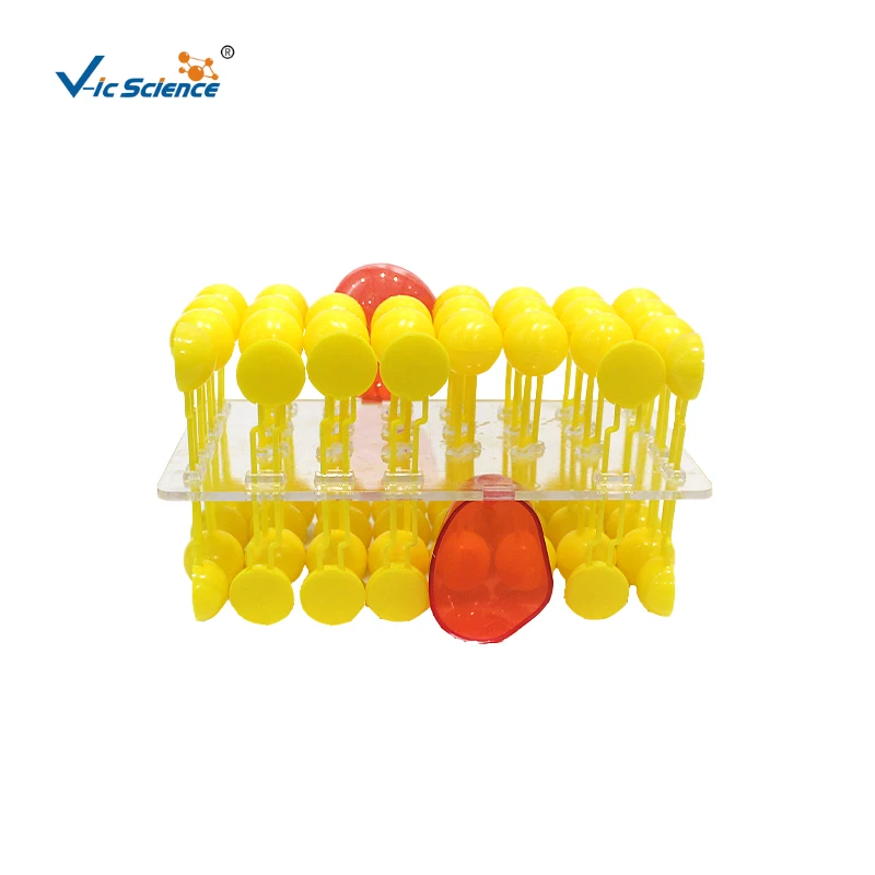 Modello di flusso della membrana cellulare