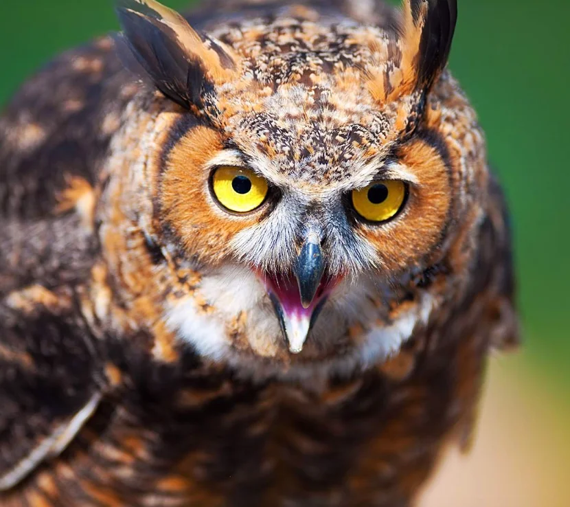 

SKYDROID TR01 Двухдиапазонный ретранслятор 2.4G/5.8G для дронов/радиоуправляемых моделей, дальность 20 км, два модуля с сильным защитным эффектом от помех