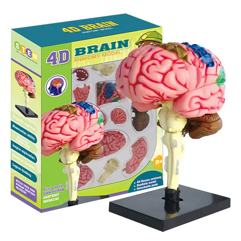 Modelo de cerebro humano, modelo anatómico, modelo médico de enseñanza con Base de exhibición, cerebro de arteria codificado por Color, modelo de