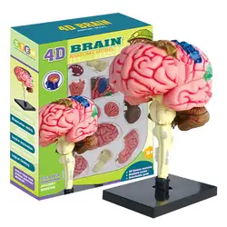 Modelo de cerebro humano, modelo anatómico, modelo médico de enseñanza con Base de exhibición, cerebro de arteria codificado por Color, modelo de anatomía de enseñanza DIY