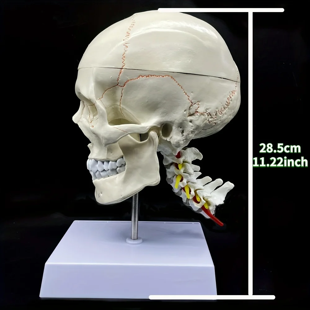 Human Skull with Brain and Cervical Vertebra Anatomical Model: Life-Size Anatomy for Science Classroom Study Display Teaching Mo