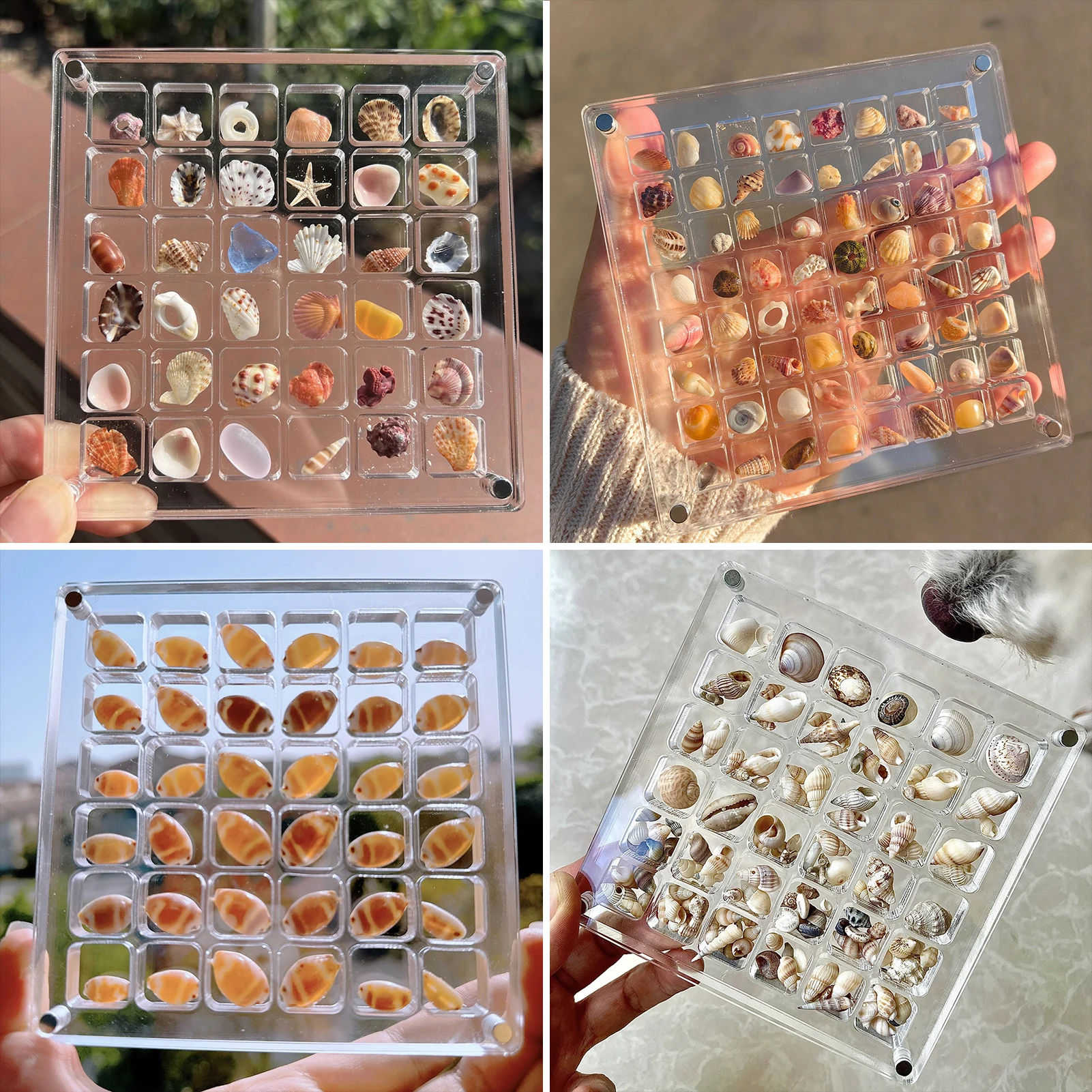 Seashell Display Box Acrylic Magnetic Seashell Display Case Acrylic Organizer Box Stackable Small Craft Organizers Compartment