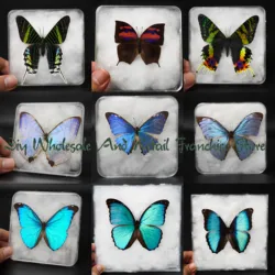 Real Butterfly Specimens Rare Butterflies Beautiful and Stunning Colors for Collection Display Gifts Can Be Removed