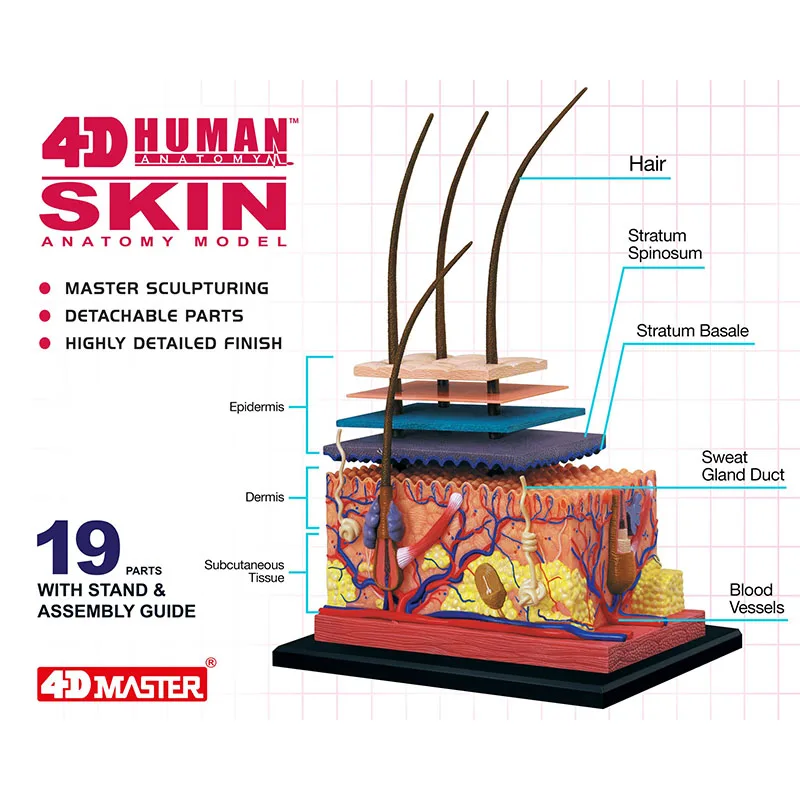 4D modelu skóry ludzkiej do włosów narządów montażu Puzzle Model Model nauczania manekina DIY nauka Model anatomiczny dla dzieci zabawki edukacyjne