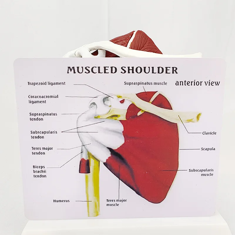 筋肉肩モデル、人体解剖学右肩関節筋肉モデル、オフィスおよび教室の解剖学モデル簡単インストール