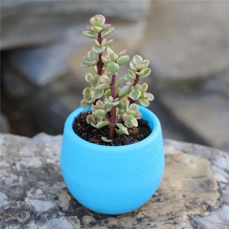 1pcs Mini Pp Resin Plastic Plant Small Flower Pot Colorful Mini Potted Plant Small Flower Pot Decoration Office Decoration 7*7cm